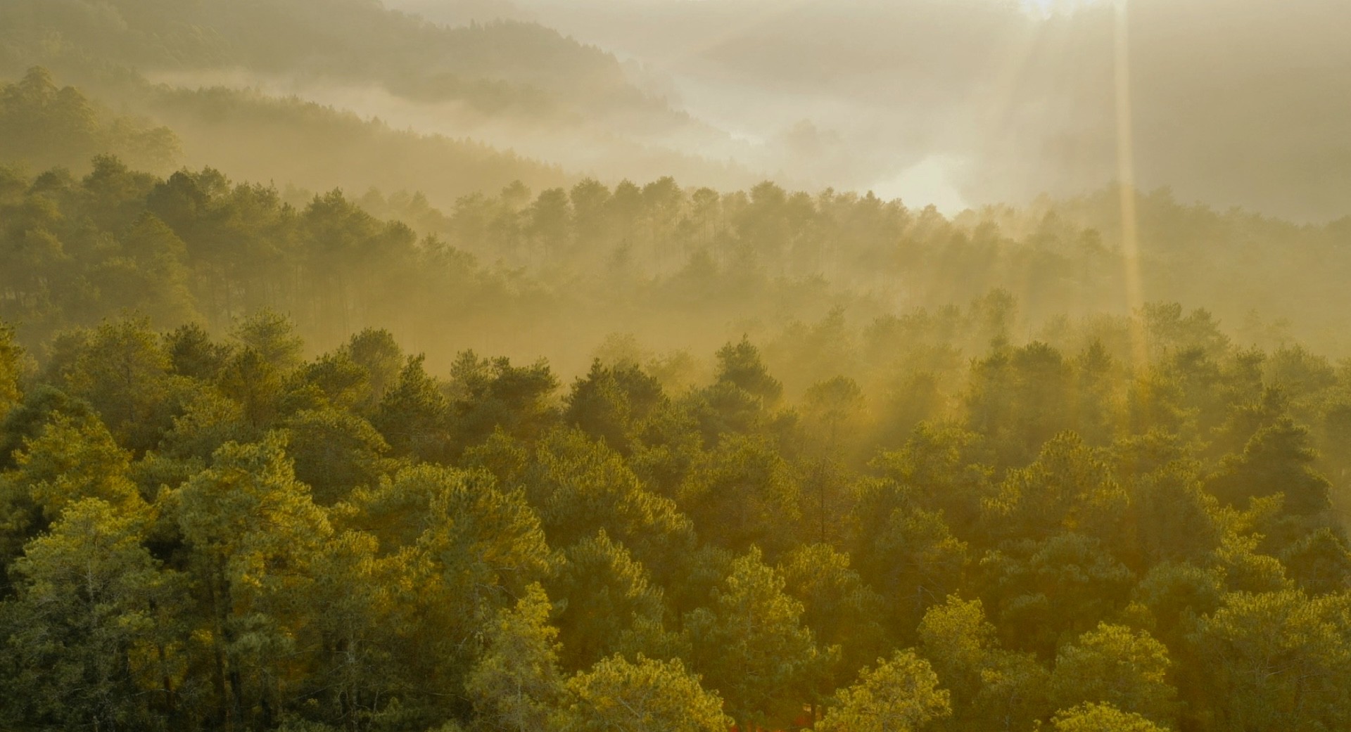 Forest during golden hour